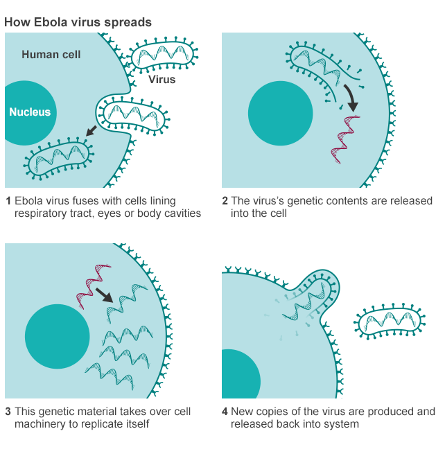 ebolaspread