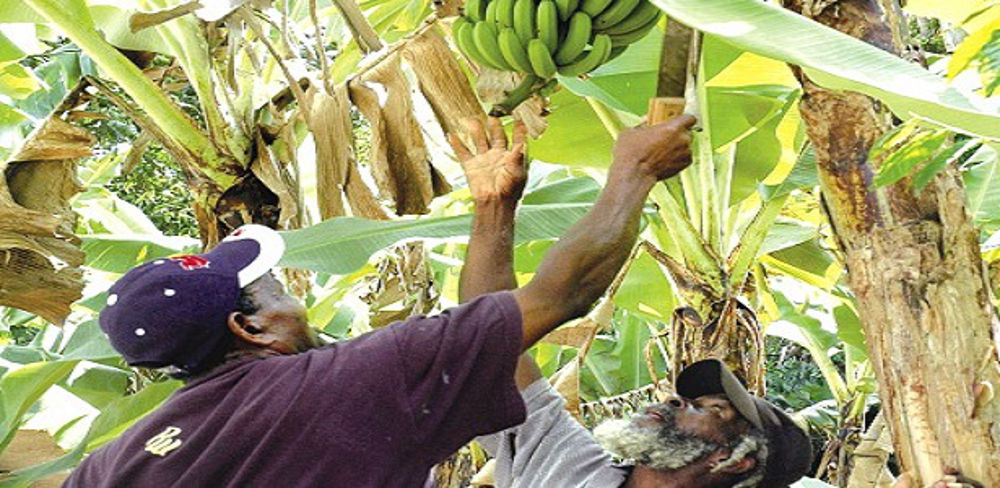 Farmers labor in a declining Jamaican banana industry.