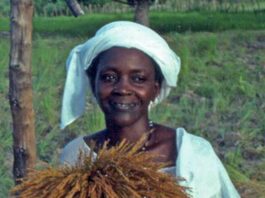 An expert in the cultivation and distribution of rice.